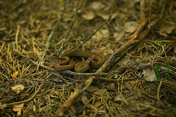 poisonous dangerous snake, viper in the wild, Russia swamp