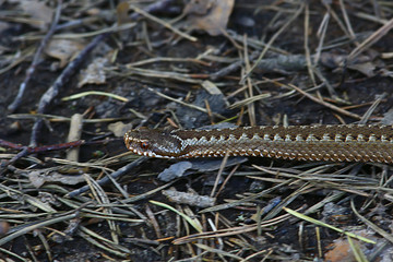 poisonous dangerous snake, viper in the wild, Russia swamp