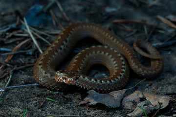 poisonous dangerous snake, viper in the wild, Russia swamp