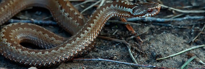 poisonous dangerous snake, viper in the wild, Russia swamp