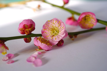 Close-up macro full bloom view of a pink ume prunus Japanese plum flower in spring