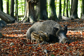 Wildschwein - Familie - Wildgehege - Tannenbühl Naherholungsgebiet