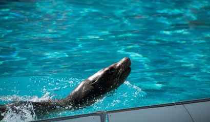 Otarie.  © Bernard GIRARDIN
