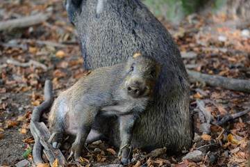 Wildschweine - Anlehnungsbedürftig, Tannenbühl Naherholungsgebiet