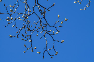 青空に映えるモクレンのつぼみ