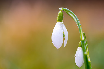 Little snowdrops in the sun with a soft background. 