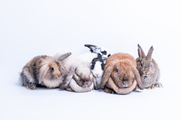 Rabbit family Many species, fluffy hair, long ears, round fat body and some cleft ears because of being bitten, On white background to pet and animal concept.
