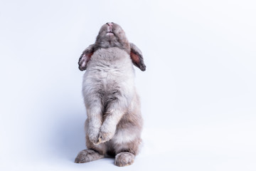 Gray brown fur rabbit Standing with 2 hind legs  and looked up to the back, On white background, to pet and animal concept.