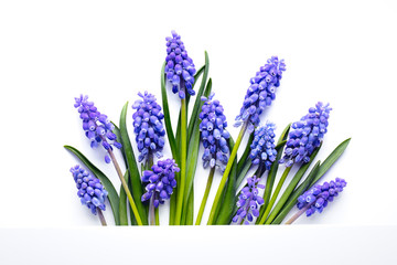 blue muscari flower on white background.