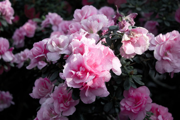 Fototapeta premium Azalea Flower
