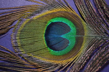 Obraz premium Peacock feather