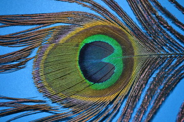 peacock feather on blue