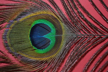 Obraz premium peacock feather on red