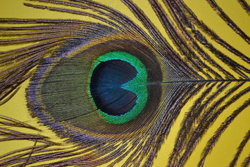 Obraz premium peacock feather on yellow