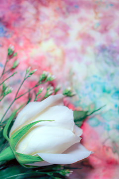 A fresh white rose flower against a background of multicolored, hand-dyed silk, with copy space