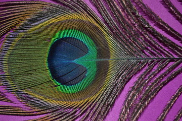 peacock feather on  purple