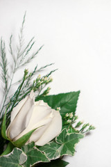 A fresh, white rose flower and greenery against a white background, with copy space