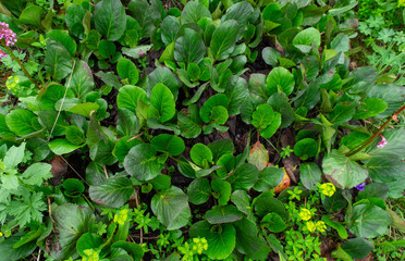  a bit further  green grass similar to lilies of the valley in the Siberian forest and flowers