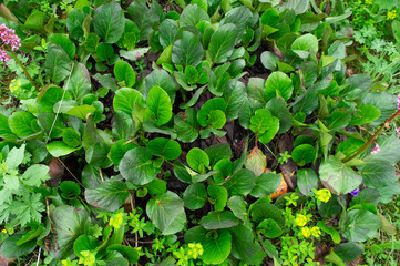  a bit further. green grass similar to lilies of the valley in the Siberian forest and flowers