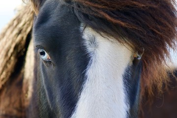 Blue eyes of an Icelandic horse, Iceland October 2019