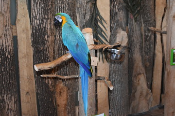 Beautiful birds nature captured in Canada