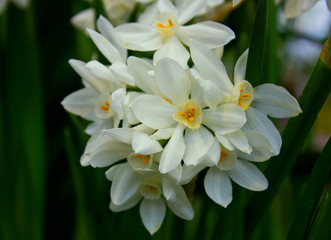Obraz na płótnie Canvas White daffodil (narcissus) flowers or Paperwhite blossoming on spring day. Close up bunch Narcissus papyraceus on green leaves pattern background. Little white narcis bouquet grow in narcissus garden