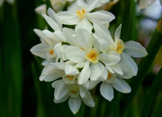Schilderijen op glas White daffodil (narcissus) flowers or Paperwhite blossoming on spring day. Close up bunch Narcissus papyraceus on green leaves pattern background. Little white narcis bouquet grow in narcissus garden © Real Moment