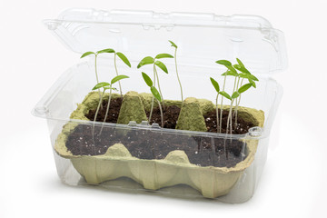 Upcycling - using packaging materials as greenhouse for tomato seedlings