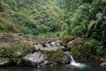 View of river in the rainforest, bogor Indonesia