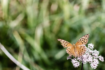 A Ailver-Washed Fritillary sitting on a flower head