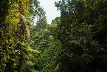 Misty dawn from hill over beautiful Valley and the forest. 