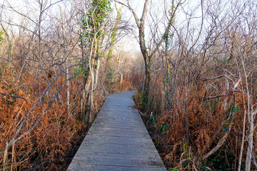 wooden pathway for hiking in wood autumn forest season