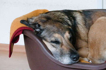 a dog is sleeping in the basket