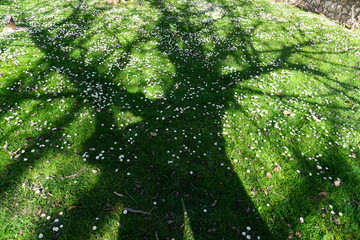 Shadow of a tree at the end of winter on green grass and daisies.