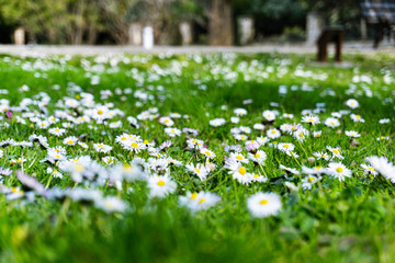 Field of daisies in the foreground