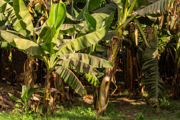 Musa acuminata is a species of banana native to Southeast Asia. Plant during the growing season, leaves, flowers, fruits. © Piotr