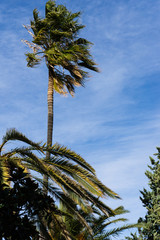 Palm tree stirred by the wind over blue sky