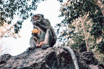 Wild monkeys eats corn. The ordinary life of monkeys in Thailand.
