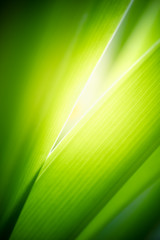 Beautiful nature view of green leaf on blurred greenery background in garden and sunlight with copy space using as background natural green plants landscape, ecology, fresh wallpaper concept.