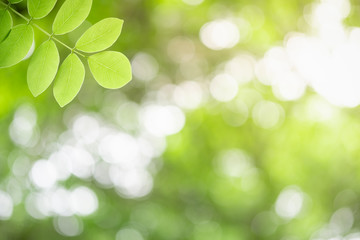 Obraz premium Beautiful nature view of green leaf on blurred greenery background in garden and sunlight with copy space using as background natural green plants landscape, ecology, fresh wallpaper concept.