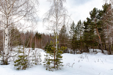 Mixed forest at the end of winter in Russia. In the foreground are slender birches and young  pines 