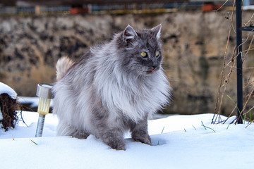 Türkische Angora Katze mit grauem Langhaarfell und grünen Augen im Schnee im Winter im Garten