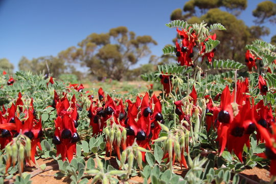 Sturt Desert Pea flowers in the desert