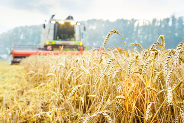 Combine harvester harvests ripe wheat. Ripe ears of gold field on the sunset cloudy orange sky...