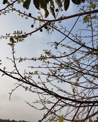 branches of tree