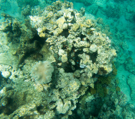 Fototapeta na wymiar View of beautiful coral reef