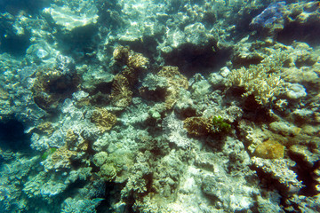 Naklejka na ściany i meble View of beautiful coral reef