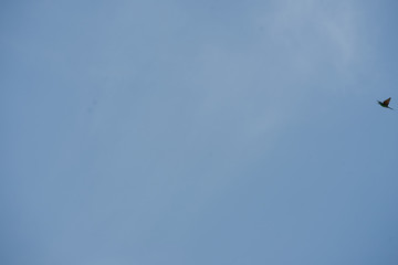 Bird fly on sky with copy space in minimal concept