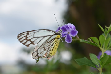 Colorful butterfly insect on the flower makes it even more beautiful 