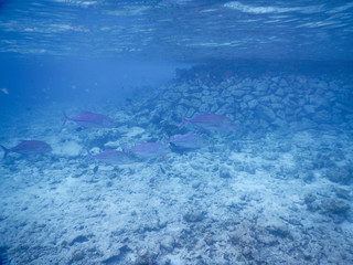 shoal of fish united in group to defend themselves from predators
